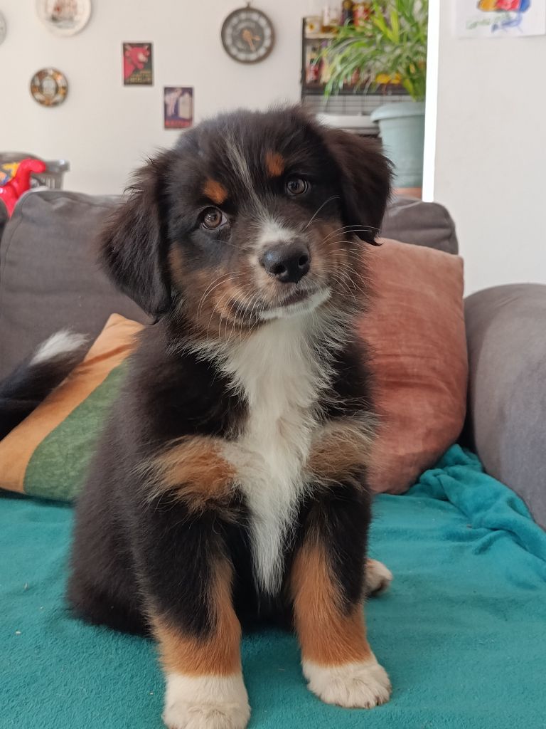 A little black moon For The Memory Of Mandy