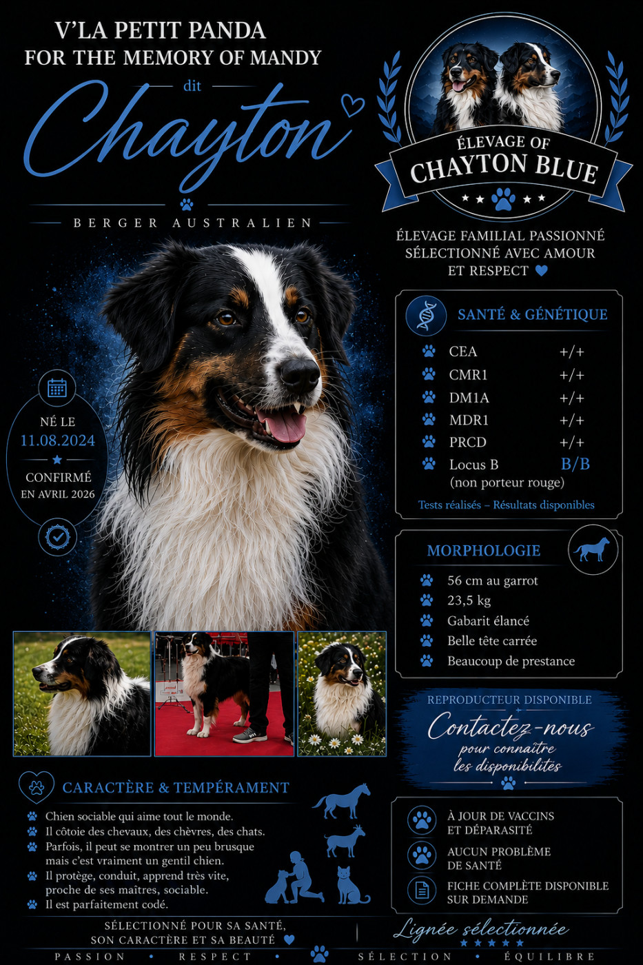 Disponible pour saillie